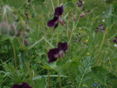 Geranium phaeum