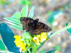 Nisoniades bromias