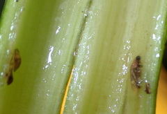 Macrorrhinia endonephele