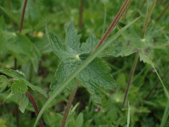 Geranium phaeum