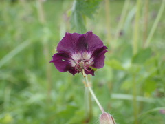 Geranium phaeum