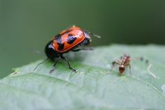 Cryptocephalus loreyi