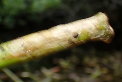 Macrorrhinia endonephele