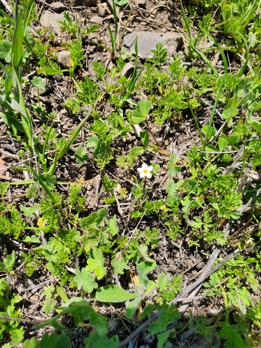 iNaturalist observation photo of flowering plants