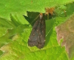 Dichomeris juncidella