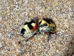 Dasymutilla sicheliana
