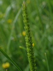 Cynosurus cristatus