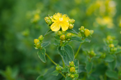 Hypericum maculatum maculatum