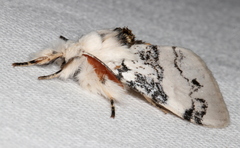 Iropoca rotundata