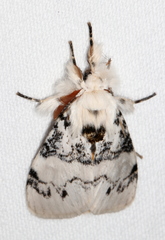 Iropoca rotundata
