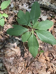 Sassafras albidum