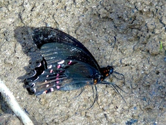 Heraclides rogeri pharnaces