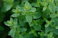 Hypericum maculatum maculatum