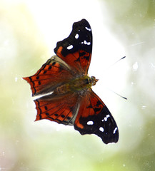 Hypanartia kefersteini