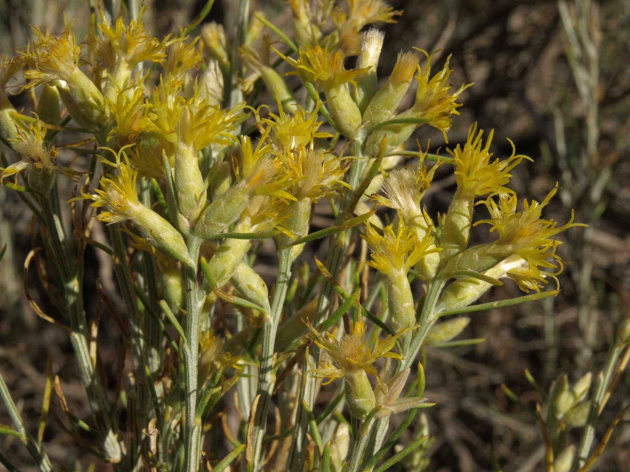 Lepidospartum latisquamum
