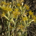 Nevada Scalebroom - Photo (c) Jim Morefield, some rights reserved (CC BY)