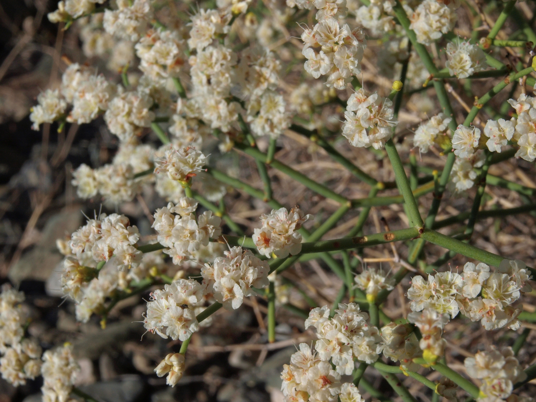 Eriogonum heermannii var. humilius