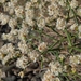 Heermann's Great Basin Wild Buckwheat - Photo (c) Jim Morefield, some rights reserved (CC BY)
