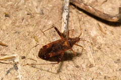 Phytocoris ulmi