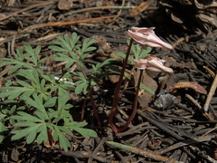 Dicentra uniflora