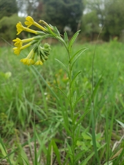 Lithospermum strictum