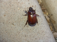 Oxygrylius ruginasus