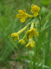 Lithospermum strictum