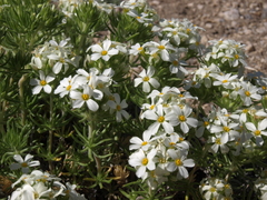 Leptosiphon nuttallii pubescens