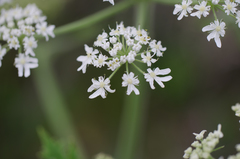 Heracleum sphondylium pyrenaicum