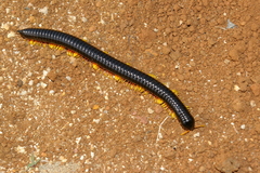 Spirostreptoidea