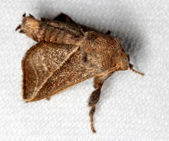Anaxidia lozogramma