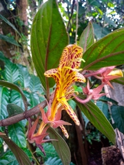 Columnea schiedeana