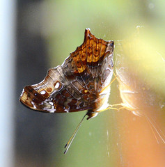 Hypanartia kefersteini