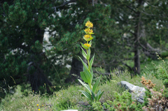 Gentiana lutea lutea