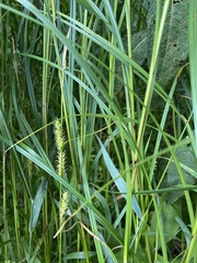 Carex trichocarpa
