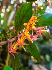 Columnea schiedeana
