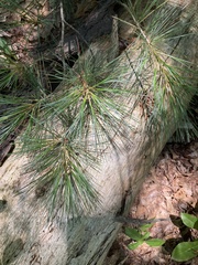 Pinus strobus