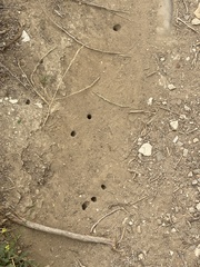 Diadasia bituberculata