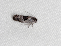 Eupselia carpocapsella
