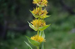 Gentiana lutea lutea