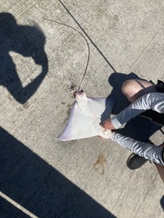 Myliobatis freminvillei