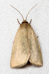 Heliocheilus moribunda