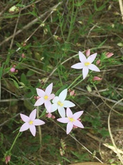 Centaurium