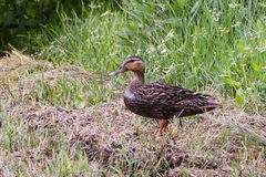 Anas fulvigula maculosa