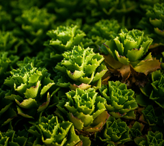 Haplopappus foliosus