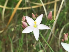 Centaurium