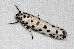 Ethmia clytodoxa