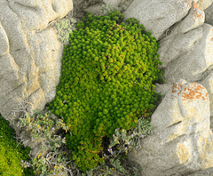 Haplopappus foliosus