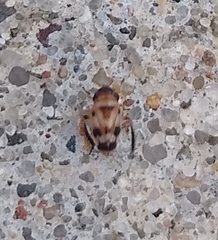 Anoscopus serratulae