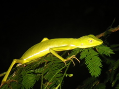Bronchocela